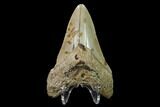 Bargain, Fossil Megalodon Tooth - North Carolina #145423-2